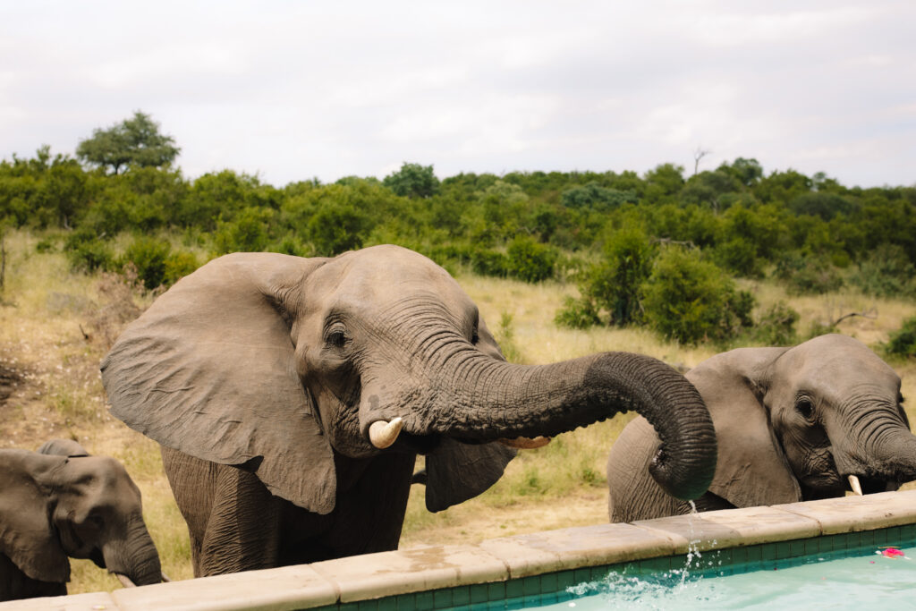 Elephants drinking from Cassidy and Charlie’s private plunge pool at their Sabi Sands honeymoon suite