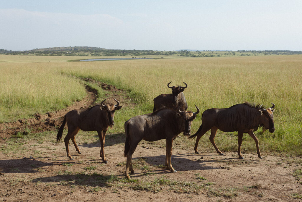 Group of buffalo looking at couple as they walk across the plains in South Africa.