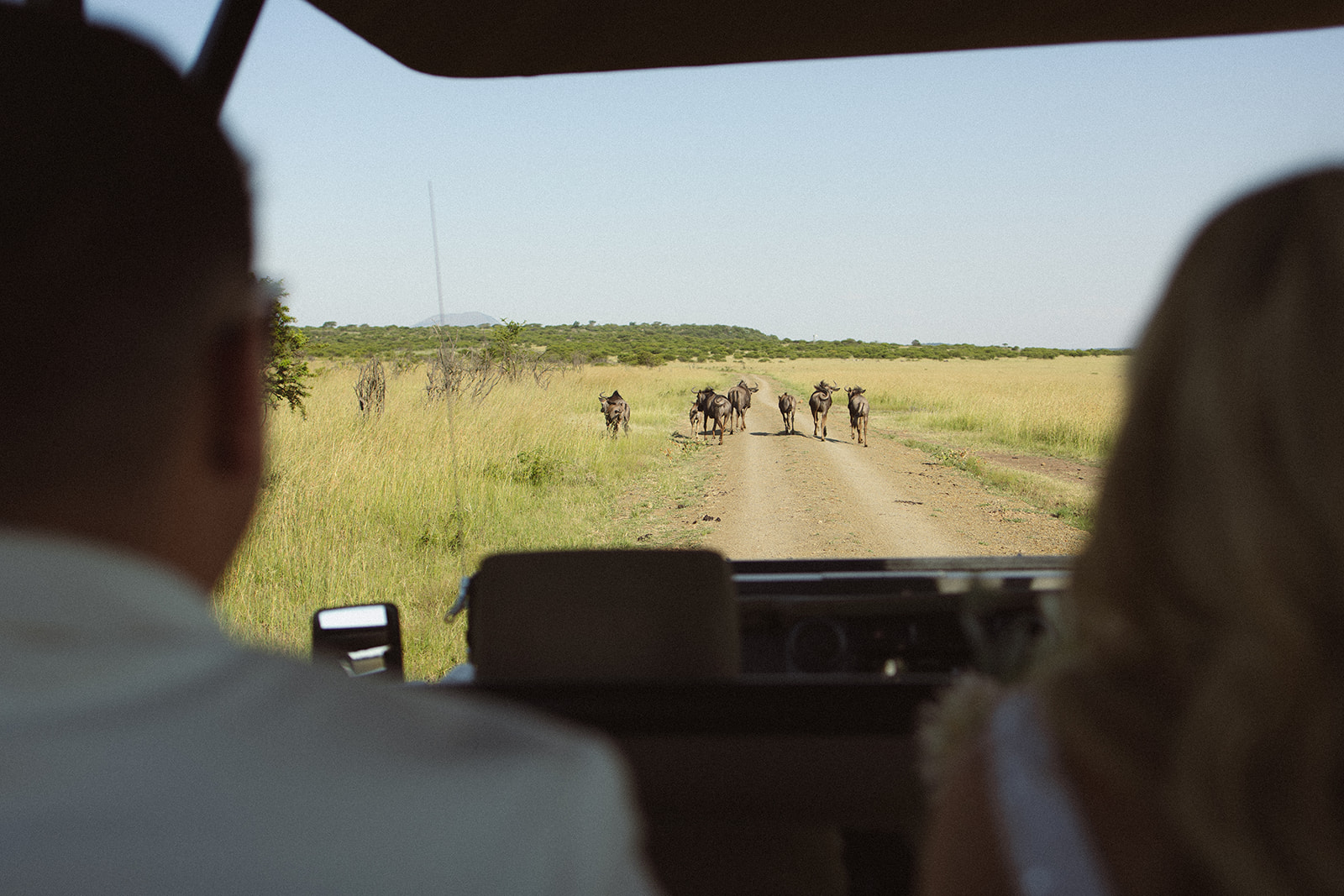 Bride and groom sitting in safari vehicle while watching buffalo run across them.
