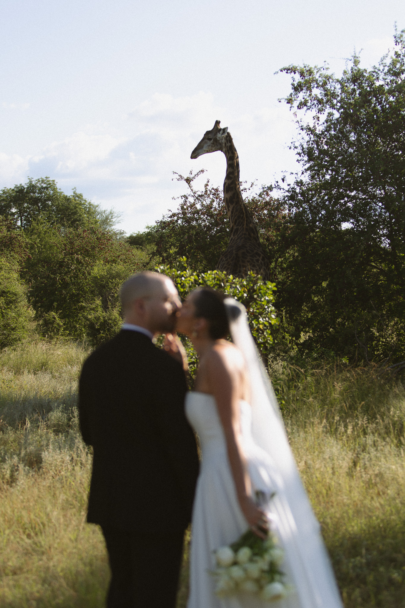 Bride and groom kissing after their intimate Safari elopement with a giraffe standing tall in the background. 