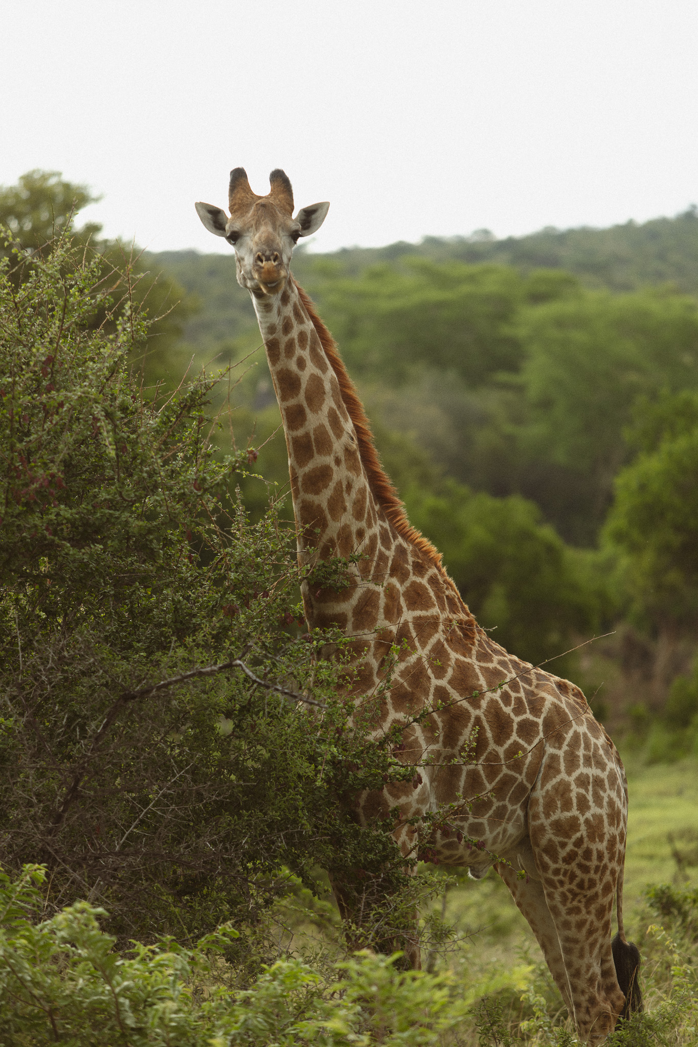 Wild giraffe standing beside a leafy bush in a green savanna landscape, looking toward the camera with rolling hills and trees in the background.