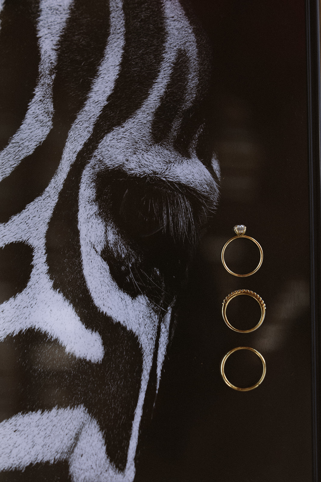 Wedding rings styled beside zebra artwork for safari elopement details
