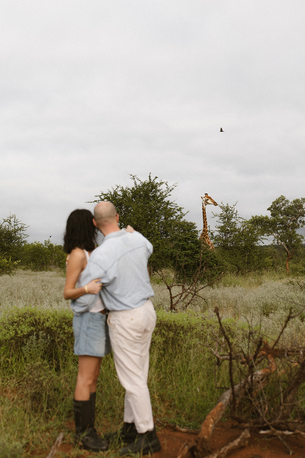 Couple watching a giraffe in the distance during a safari adventure session in the African bush.
