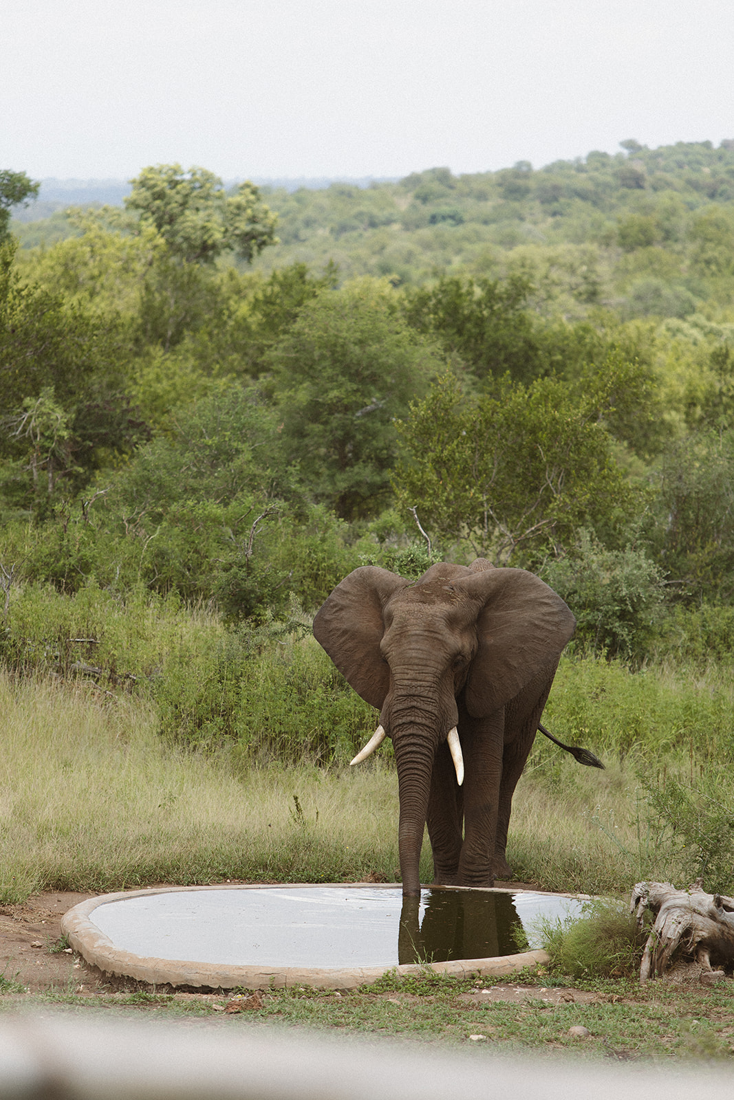 Elephant drinking from a waterhole in the African bush near a luxury safari lodge often used for Africa weddings and destination celebrations.
