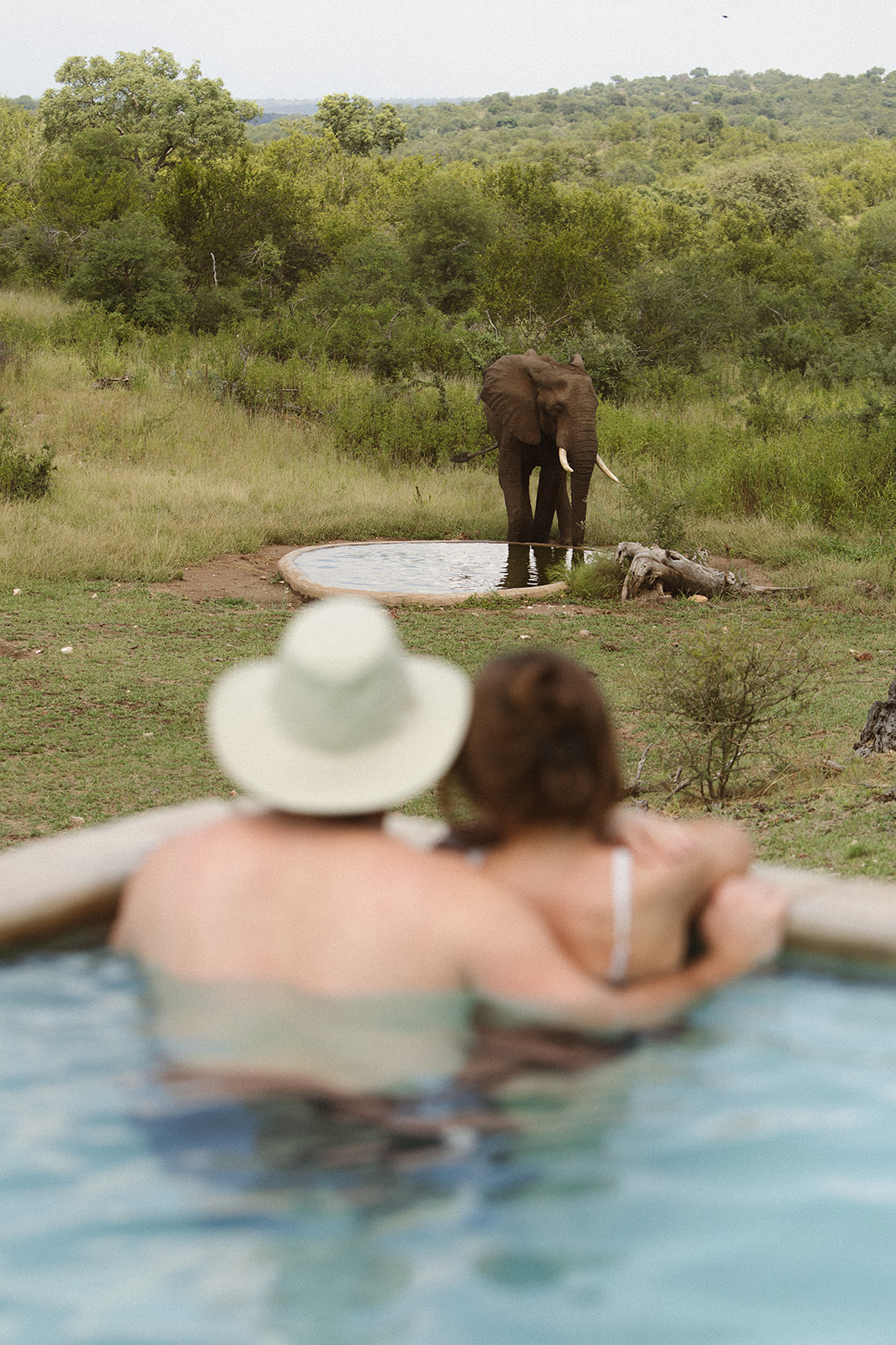 Couple relaxing in an infinity pool watching an elephant drink from a waterhole at a safari lodge in South Africa.

