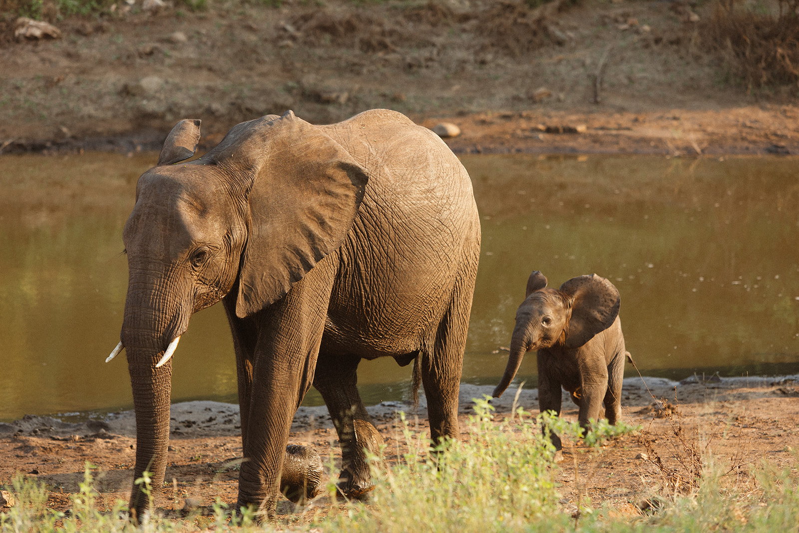 Mother elephant and baby walking along riverbank in warm golden light during a safari wedding packages safari drive

