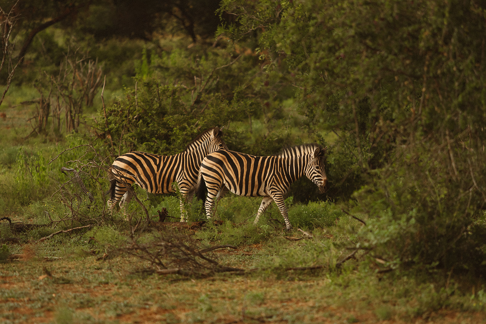 Two zebras walking through lush green African bush during a safari wedding packages experience
