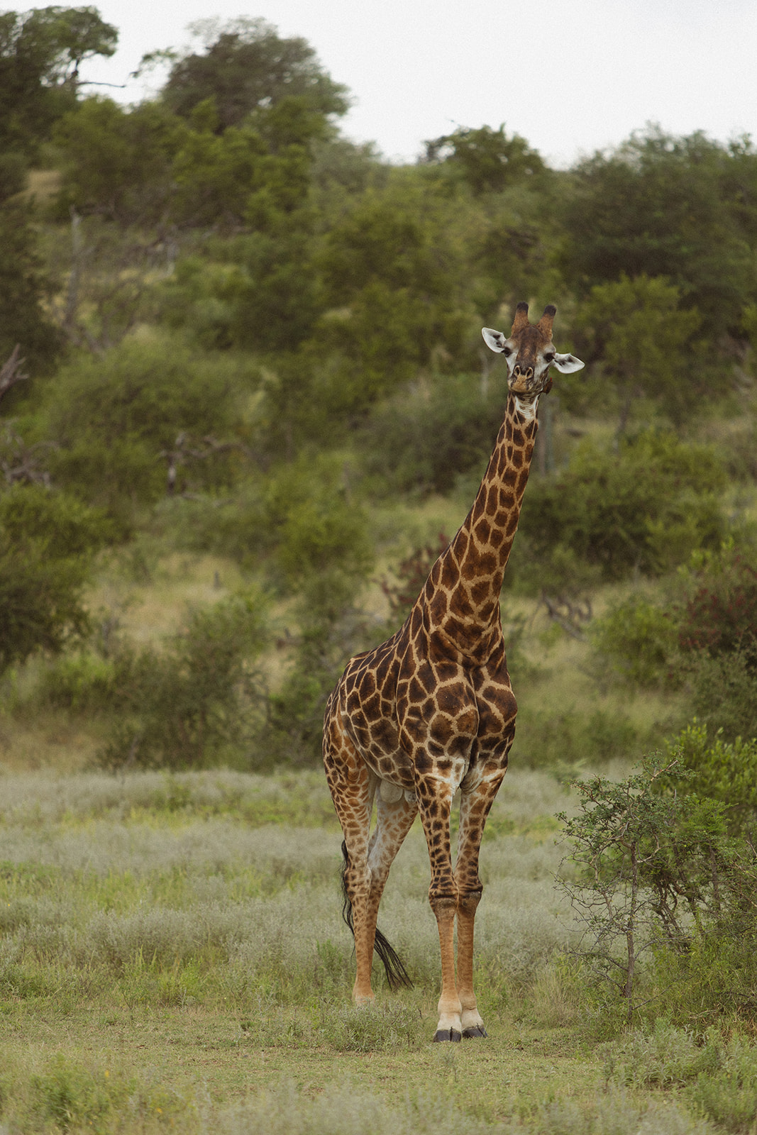 Giraffe standing tall in the African bush surrounded by greenery during a safari wedding packages experience
