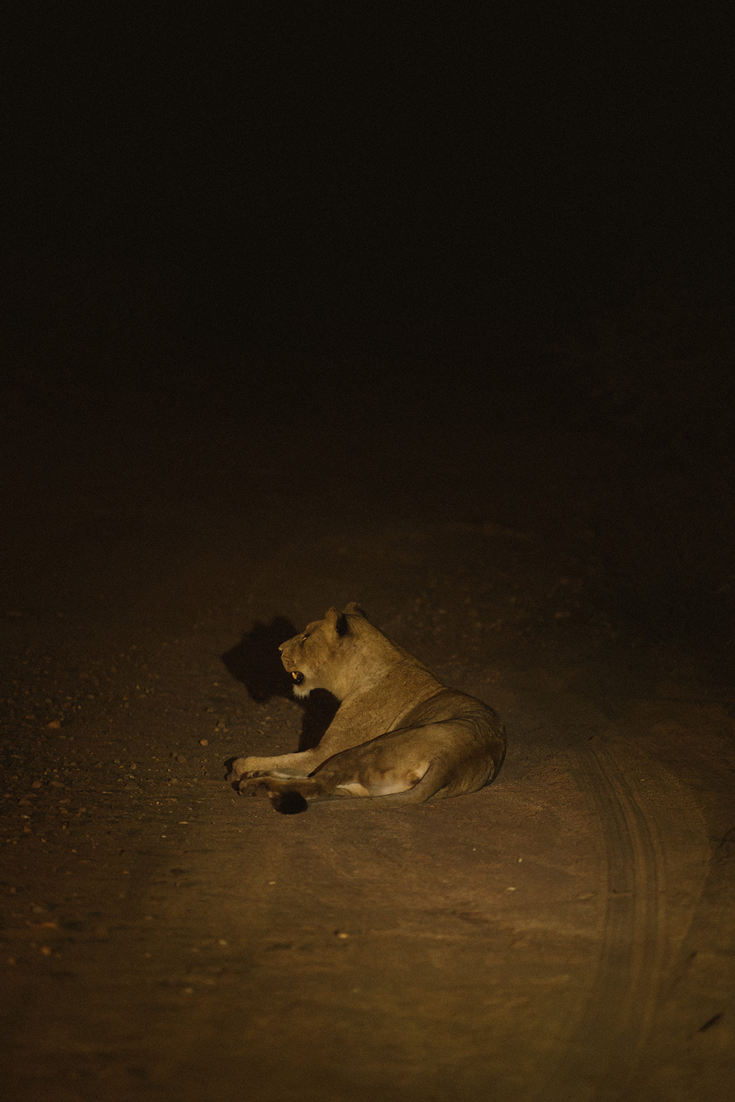 Lion resting on a dirt road at night during a safari wedding packages game drive experience
