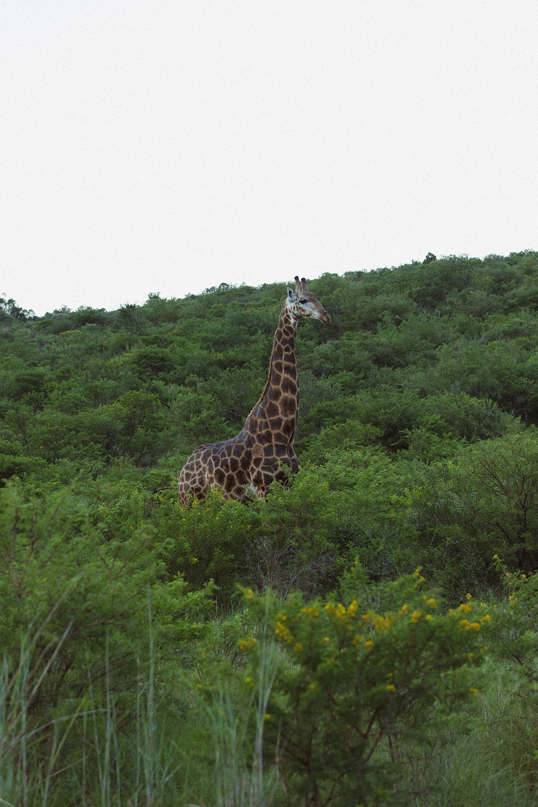 Giraffe walking through lush green bush in a private game reserve in South Africa