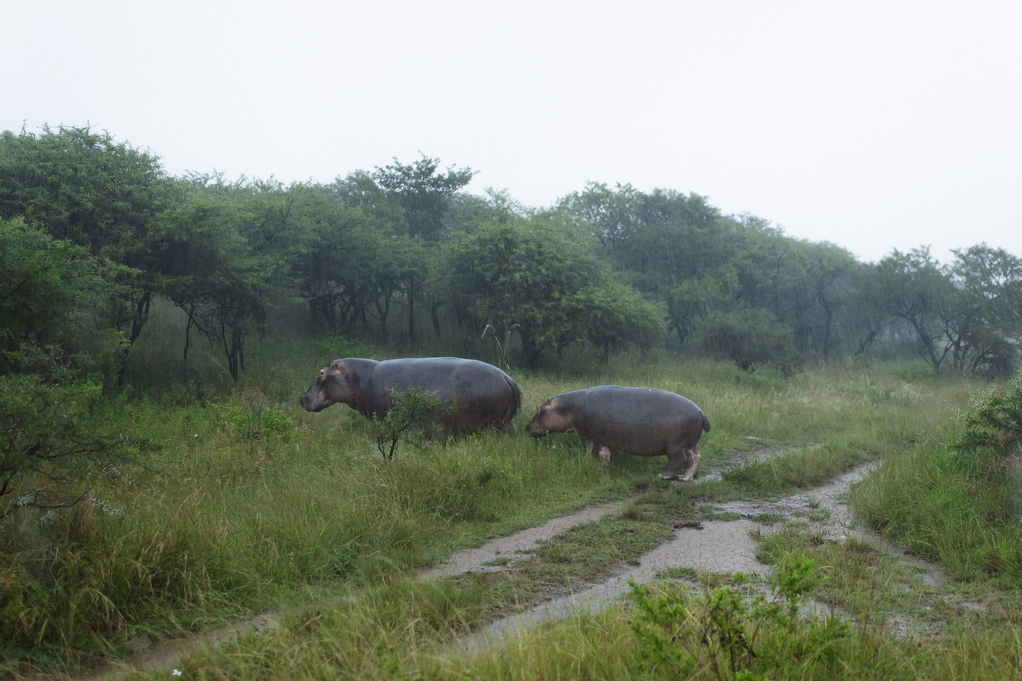 Mother and baby hippo walking through Nambiti Game Reserve during a rainy safari drive