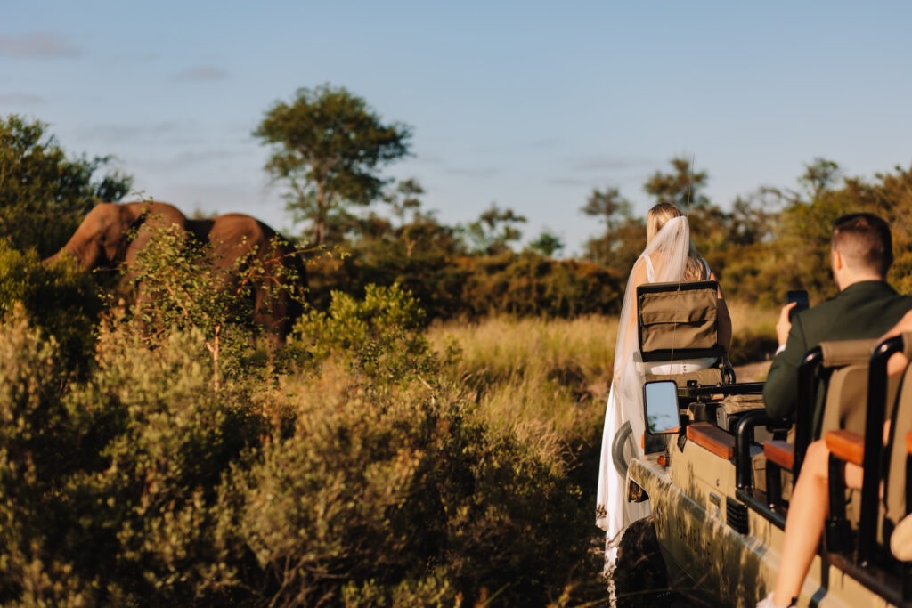 Bride and groom watching elephants from an open safari vehicle during their South Africa safari wedding