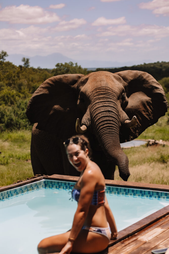 Bride sitting beside a private plunge pool while a wild elephant drinks nearby at a safari lodge