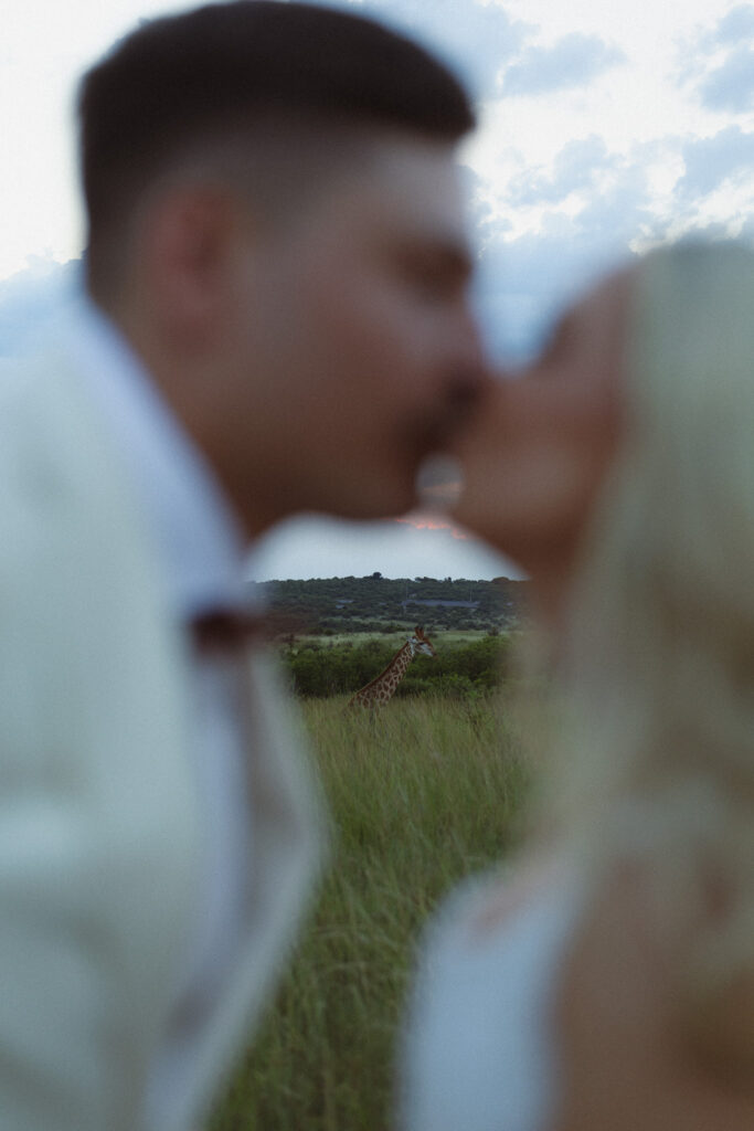 Bride and groom kissing with a giraffe visible in the distance during their safari wedding in South Africa